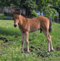 Vente de poney